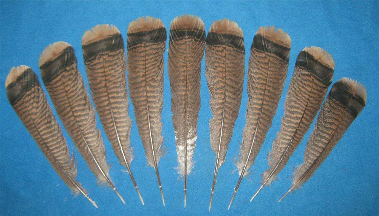 9 Red Bronze Turkey Tail Feathers, 12 15"