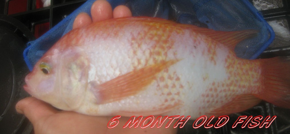Details about LIVE RED TILAPIA FISH FINGERLING AQUAPONIC OR BACK YARD