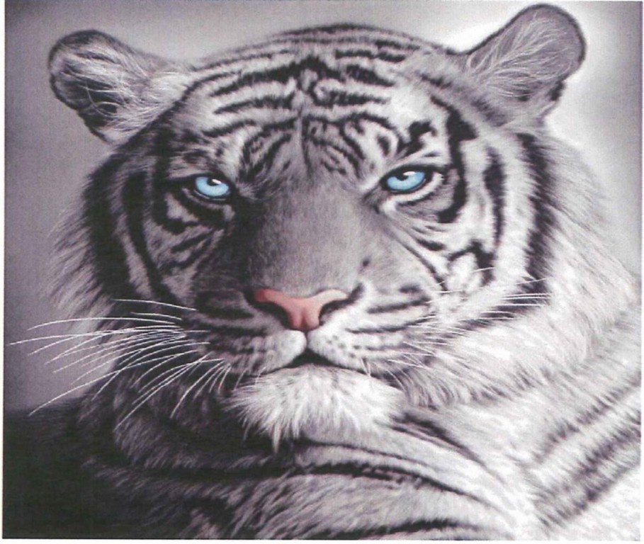 New WHITE TIGER BLUE EYES Polar Fleece Throw Blanket | eBay