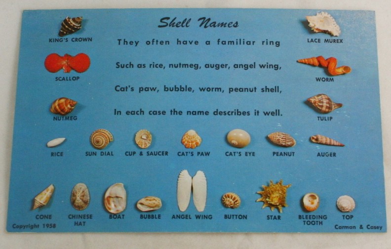 vintage postcard, shells,FL,east coast,common names