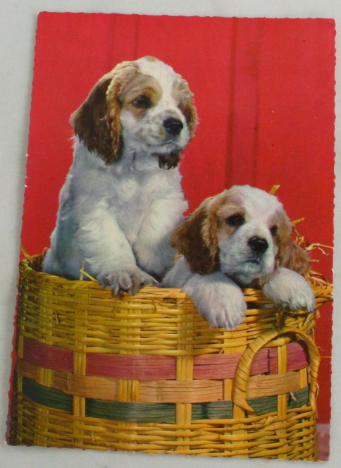 vintage postcard,dogs,basket,Printed in Germany