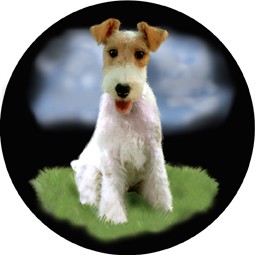 ... -BORDER COLLIE,CHOCOLATE LAB,FOX TERRIER,DALMATIAN,YORKIE ETC | eBay