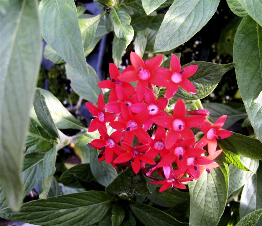 Tall Red Penta Plant Attract Butterfly Hummingbird eBay