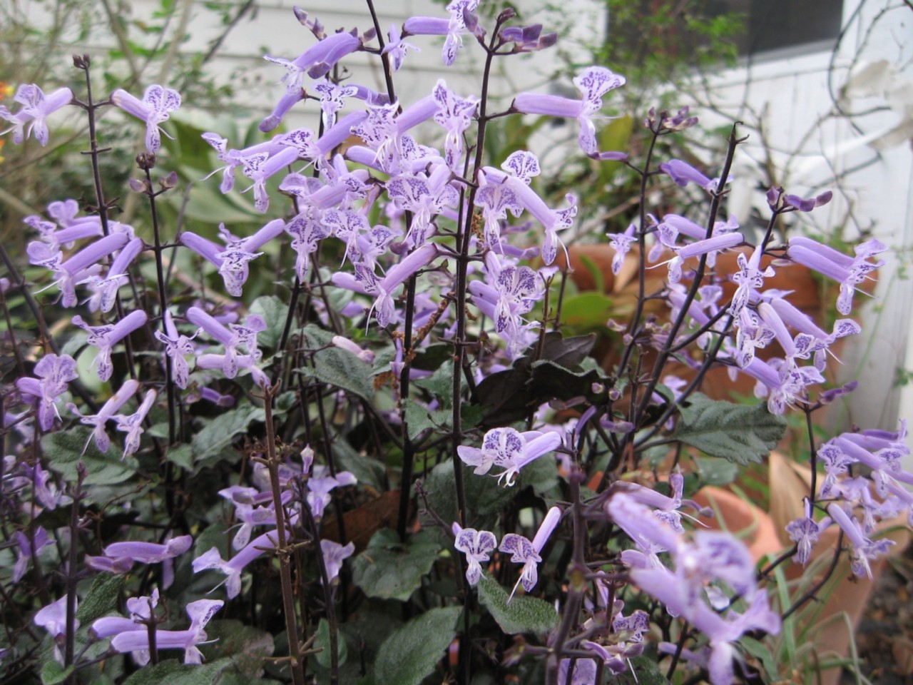Mona Lavender Plectranthus Purple Flowering Perinneal Long Lasting