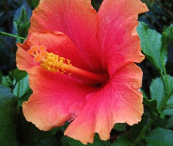 Hawaiian Hibiscus Plant