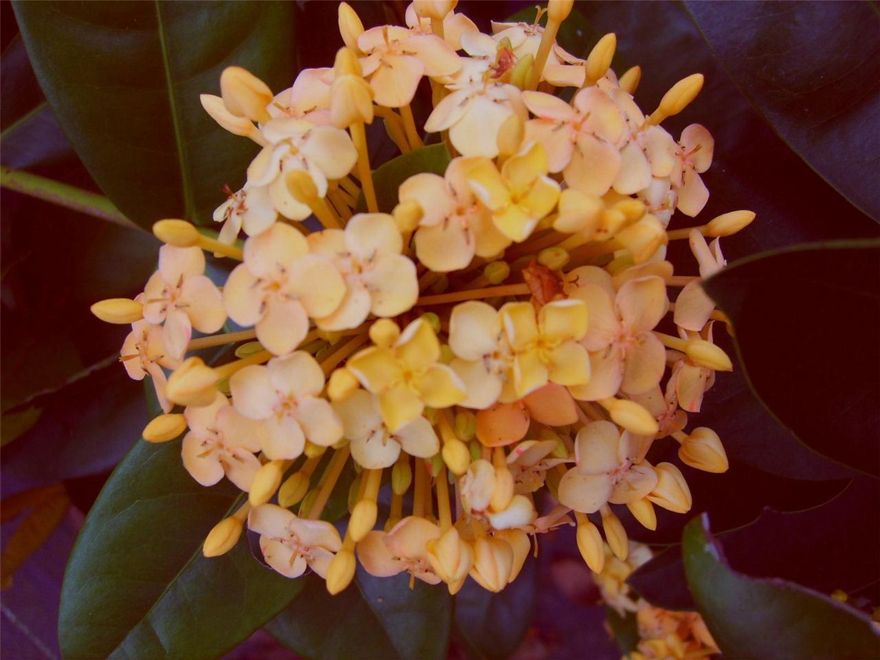 Maui yellow ixora plant