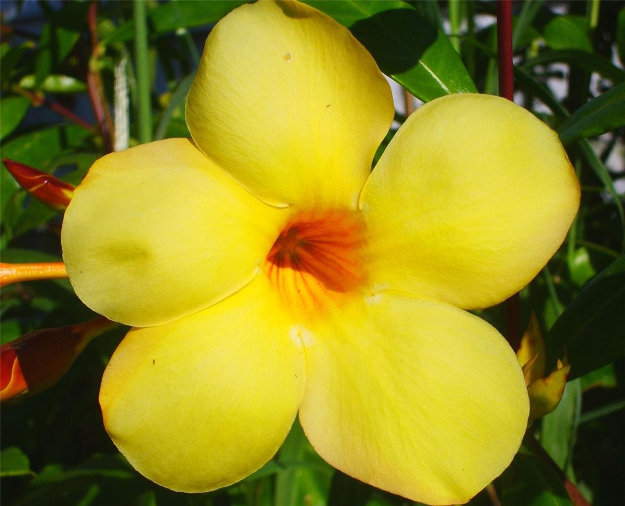 Allamanda Summer Flowering Vine Plant Yellow Mauve 5