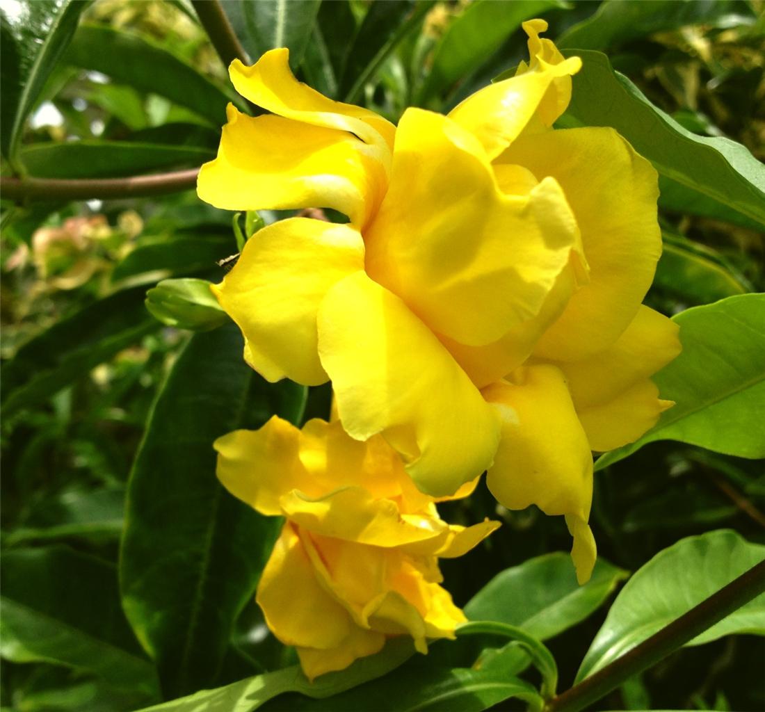 Allamanda Summer Flowering Vine Plant Yellow Mauve 5