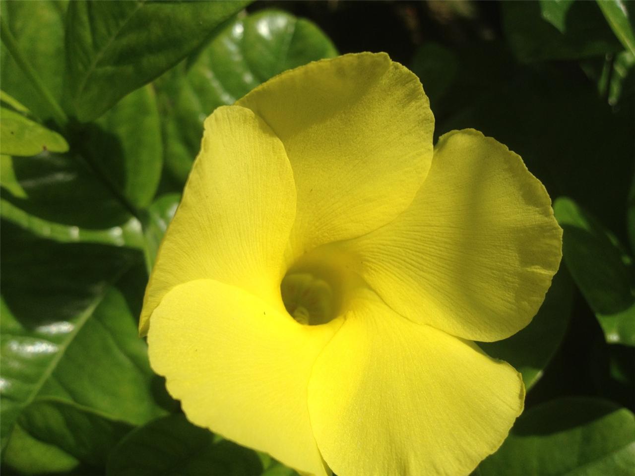 yellow flowering vines Allamanda Yellow Yellow Flowering Wild Mandavilla Vine Dipledenia