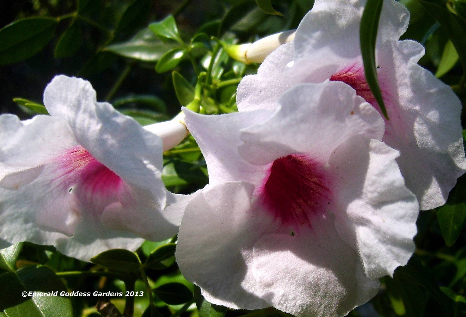 pandora vine plant fragrant pink trumpet shaped flowers pandora vine plant fragrant pink trumpet shaped flowers