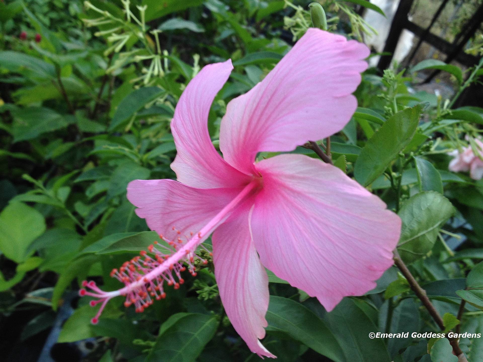Tropical Hibiscus Plant Pretty Pink Collection Choose One