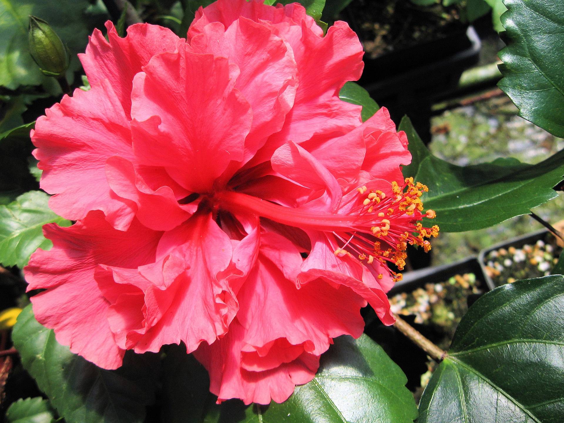 Tropical Hibiscus Plant Pretty Pink Collection Choose One (1) Single