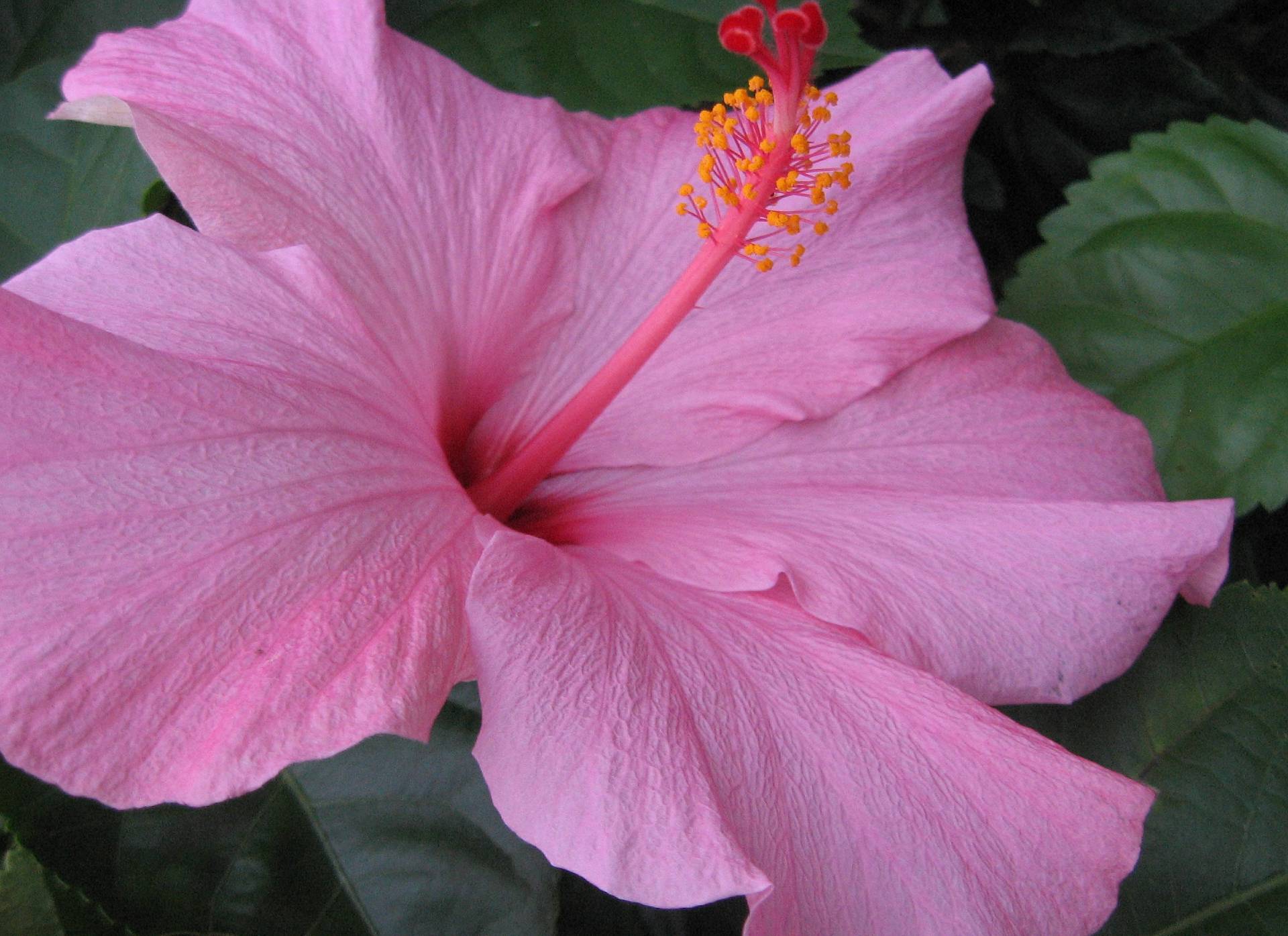 Tropical Hibiscus Plant Pretty Pink Collection Choose One