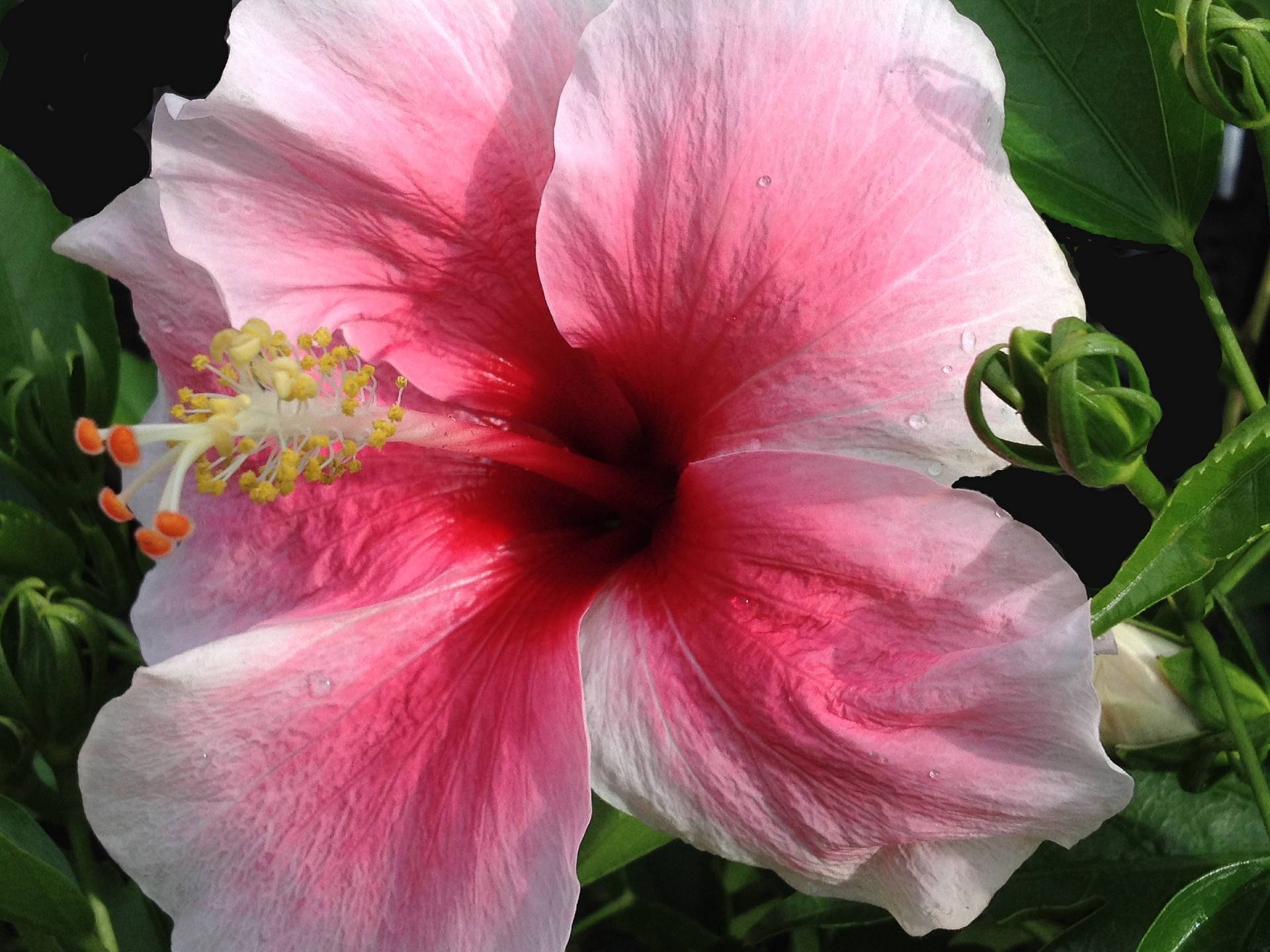 Tropical Hibiscus Plant Pretty Pink Collection Choose One