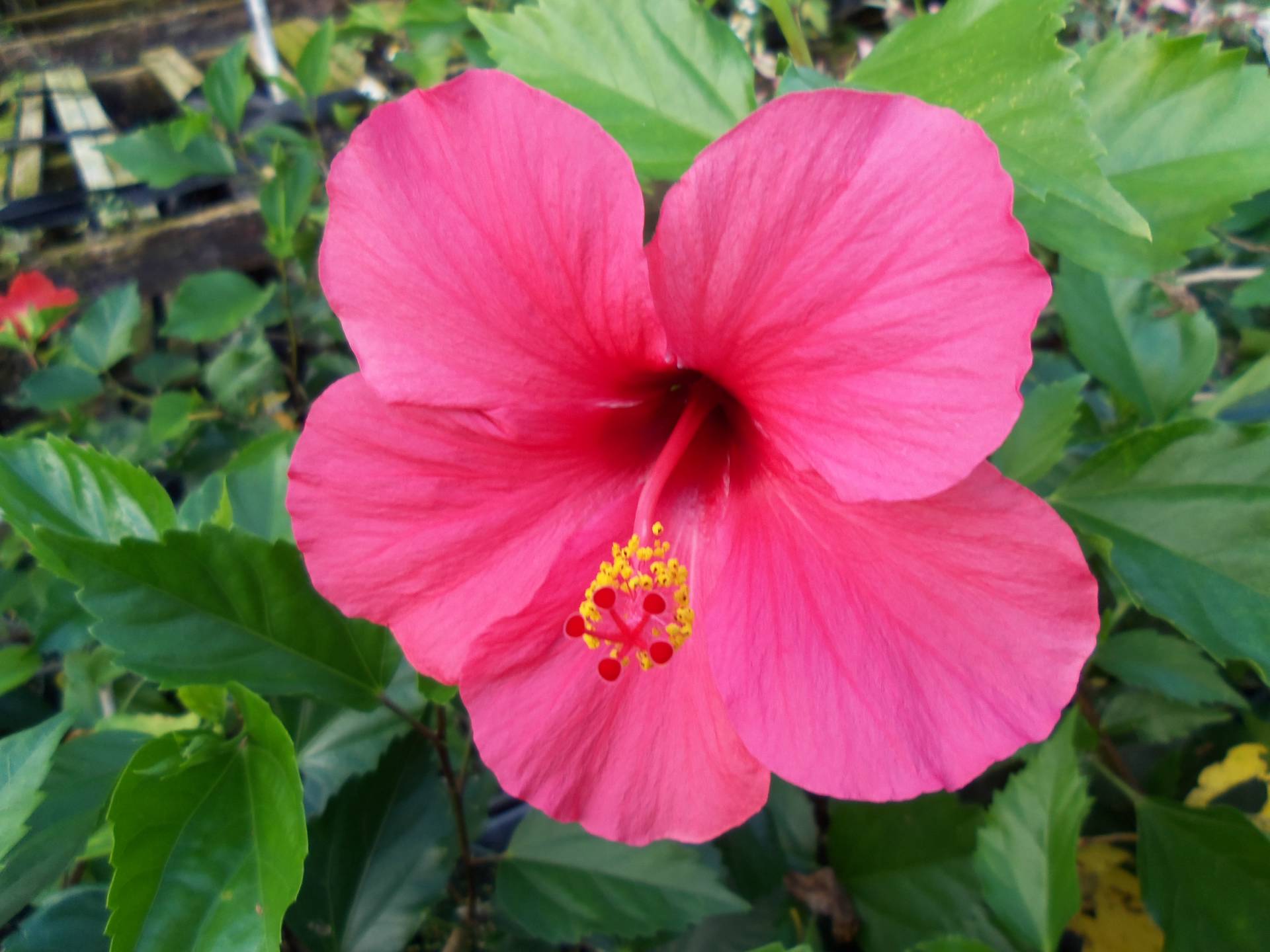 Tropical Hibiscus Plant Pretty Pink Collection Choose One