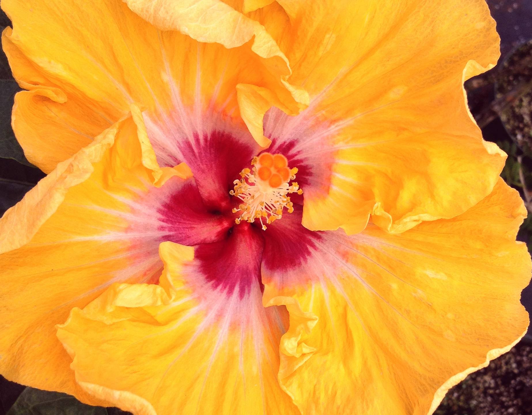 Tropical Hibiscus Orange Collection Choose One (1) Single ...
