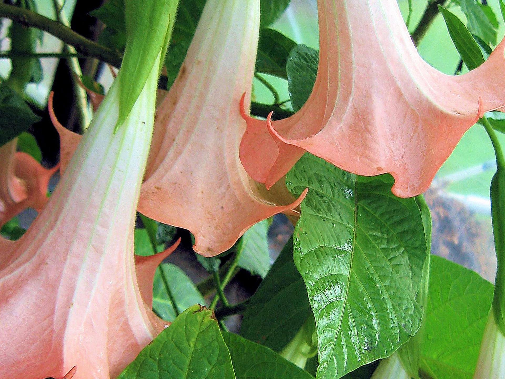 Brugmansia Angels Trumpet Plant Fragrant 18 Types Pink