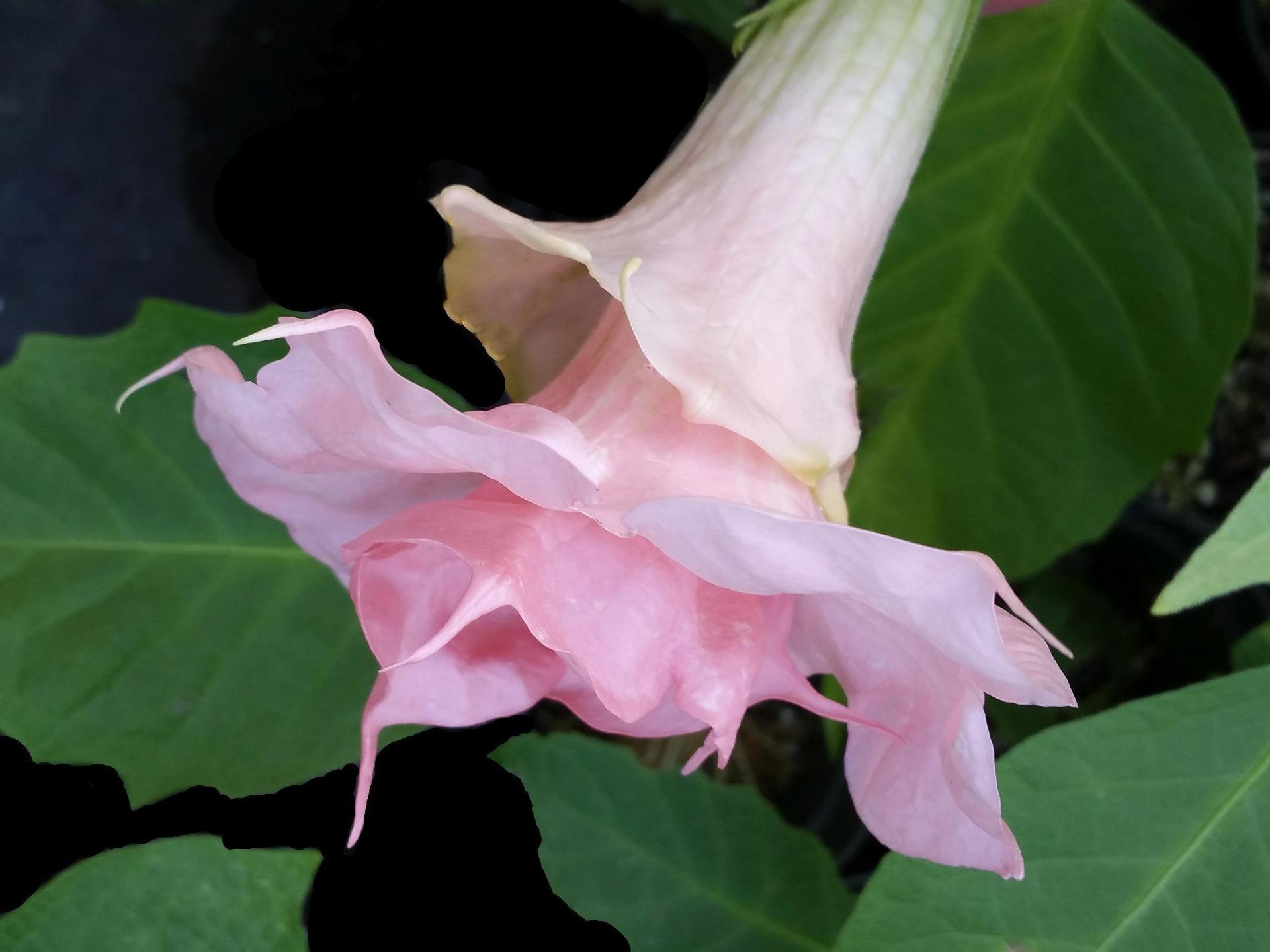 Brugmansia Angels Trumpet Plant Fragrant 18 Types Pink Peach White