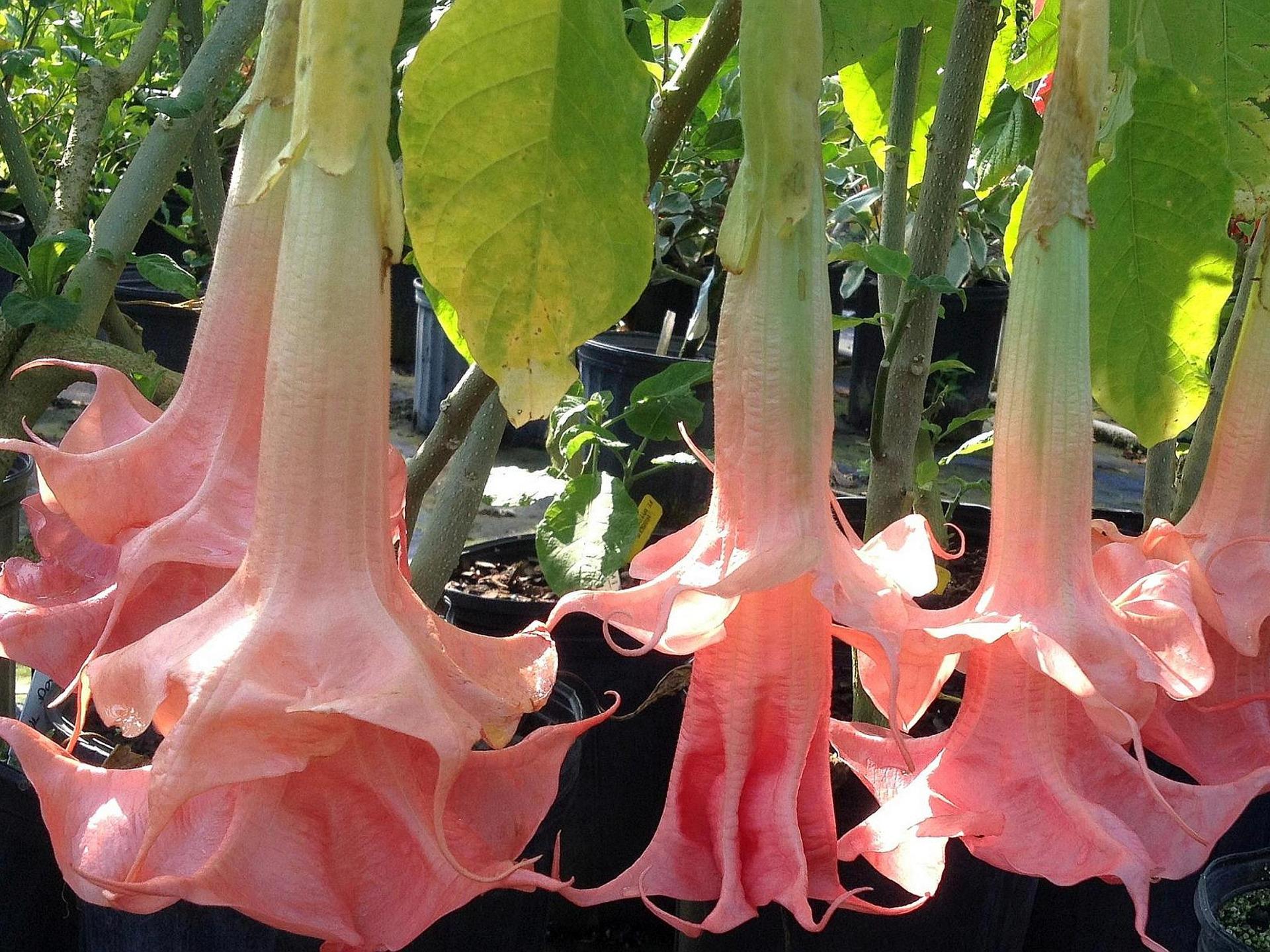 Brugmansia Angels Trumpet Plant Fragrant 18 Types Pink Peach White