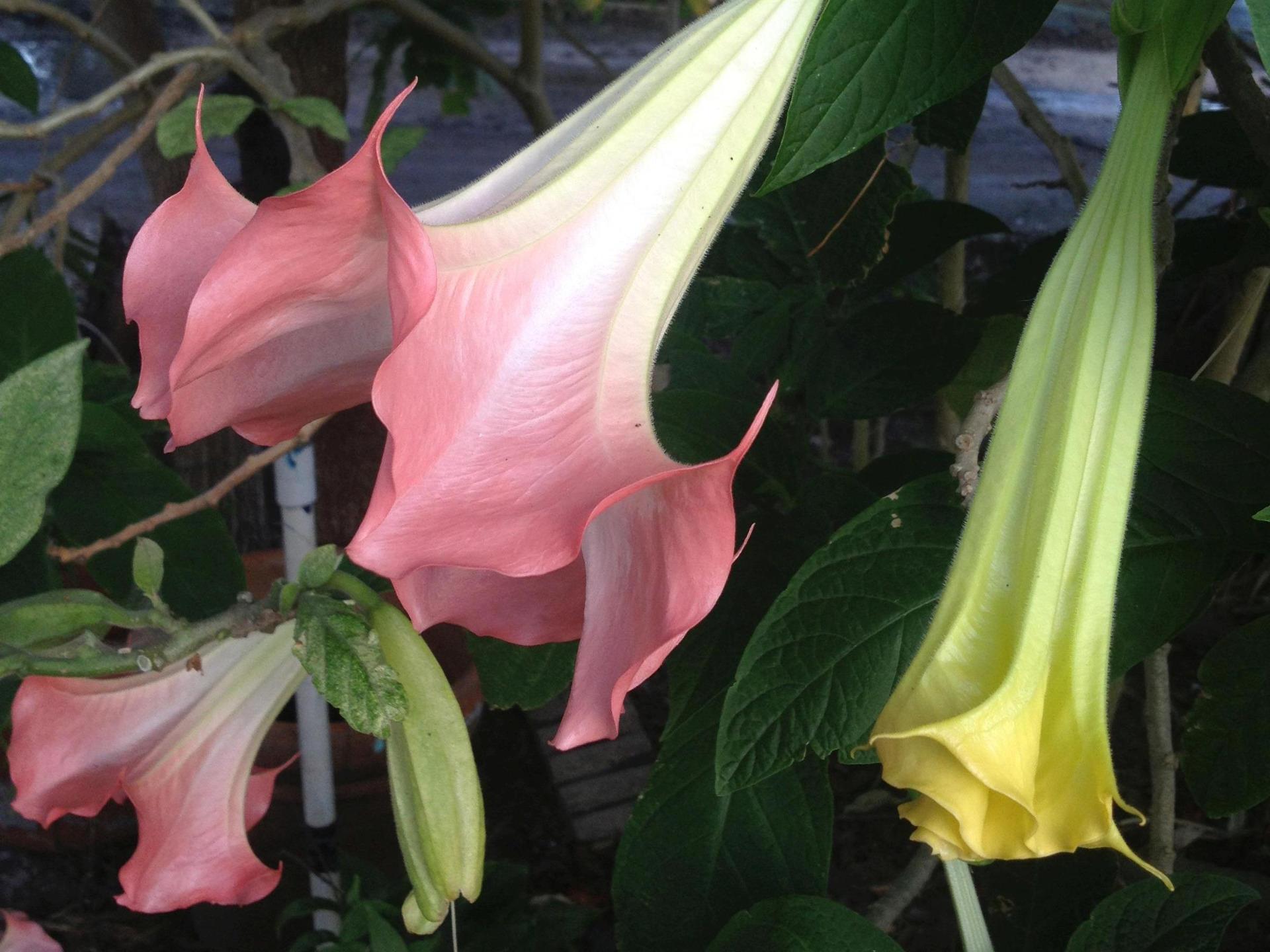 Brugmansia Angels Trumpet Plant Fragrant 18 Types Pink Peach White Yellow eBay