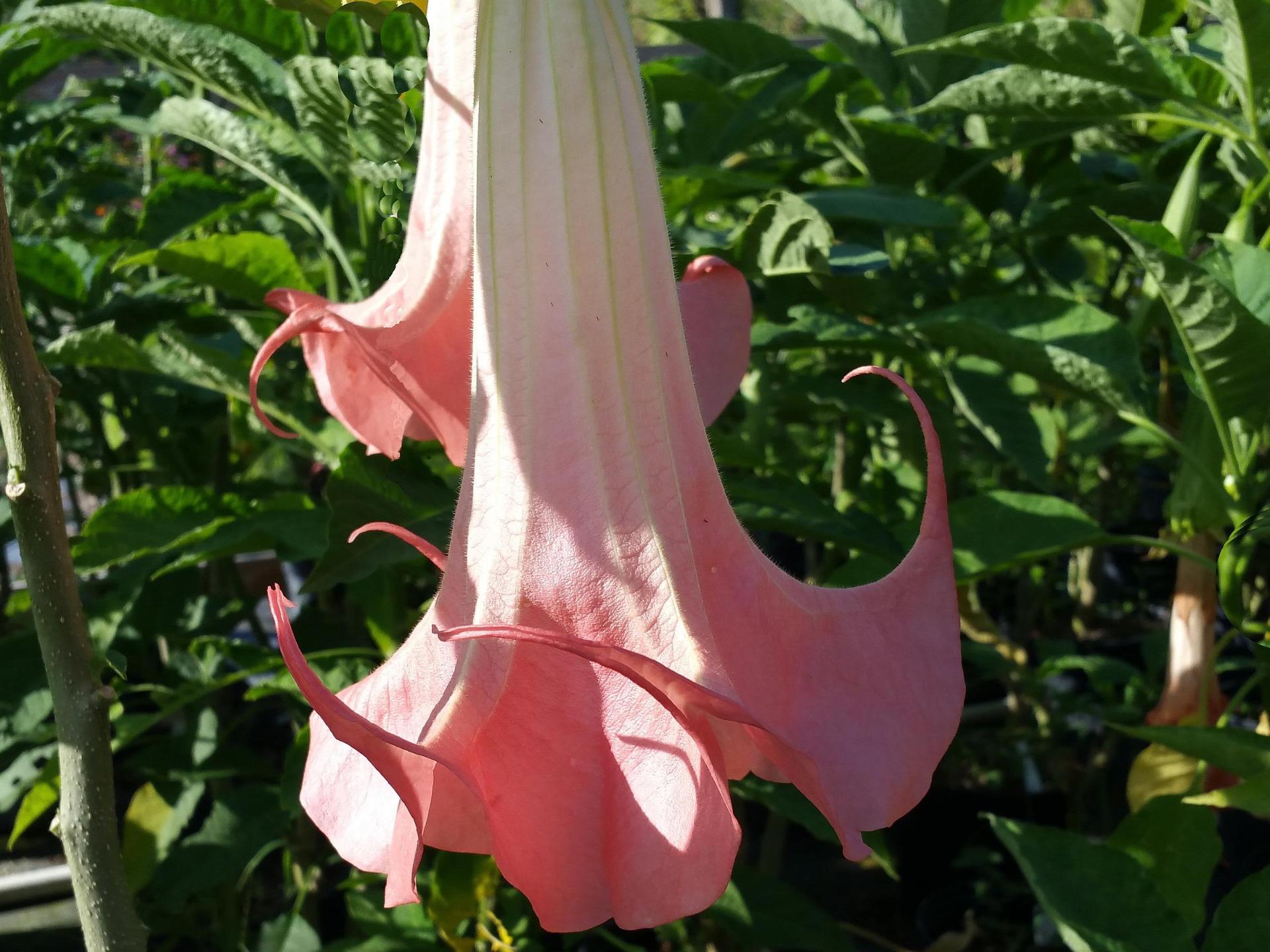 Brugmansia Angels Trumpet Plant Fragrant 18 Types Pink Peach White