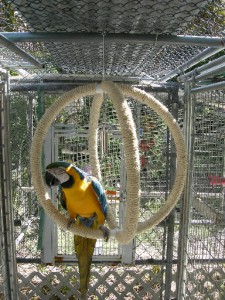 macaw swing