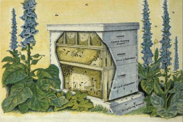 Details about BEE HIVE PLANS HOW TO RAISE HONEY WAX BEEKEEPING MAKE 