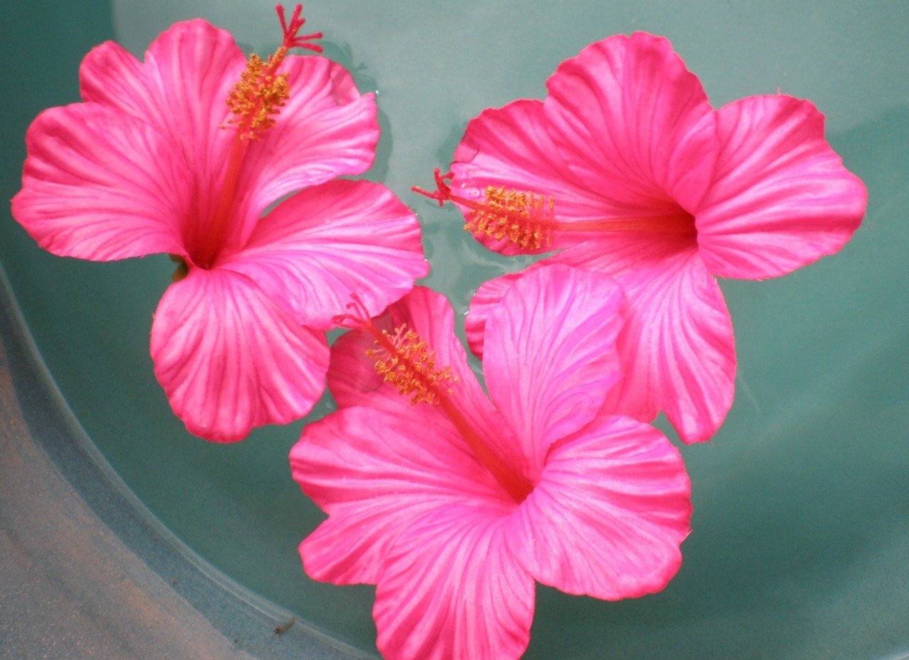 3 ARTIFICIAL FLOATING HIBISCUS FLOWERS WEDDING PINK eBay