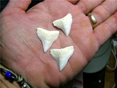 bull shark teeth. HUGE XXL REAL White BULL SHARK#39;S TEETH! 3 pack! | eBay