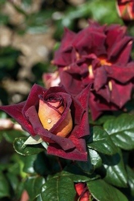 dark night roses dark night roses