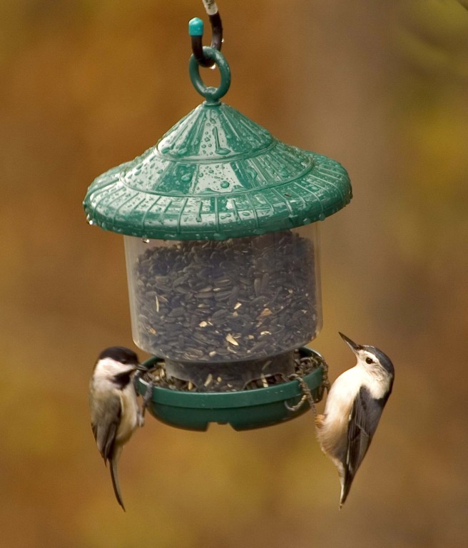 new clinger s only feeder for small clinging birds new clinger s only feeder for small clinging birds