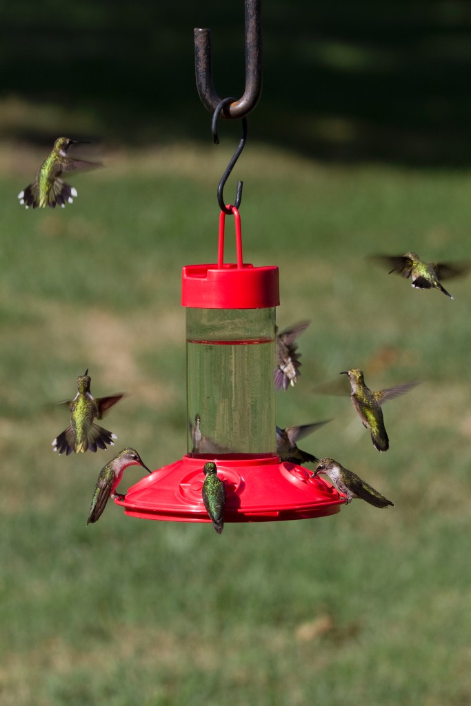 new dr jbs switchable clean hummingbird feeders 4 sizes new dr jbs switchable clean hummingbird feeders 4 sizes