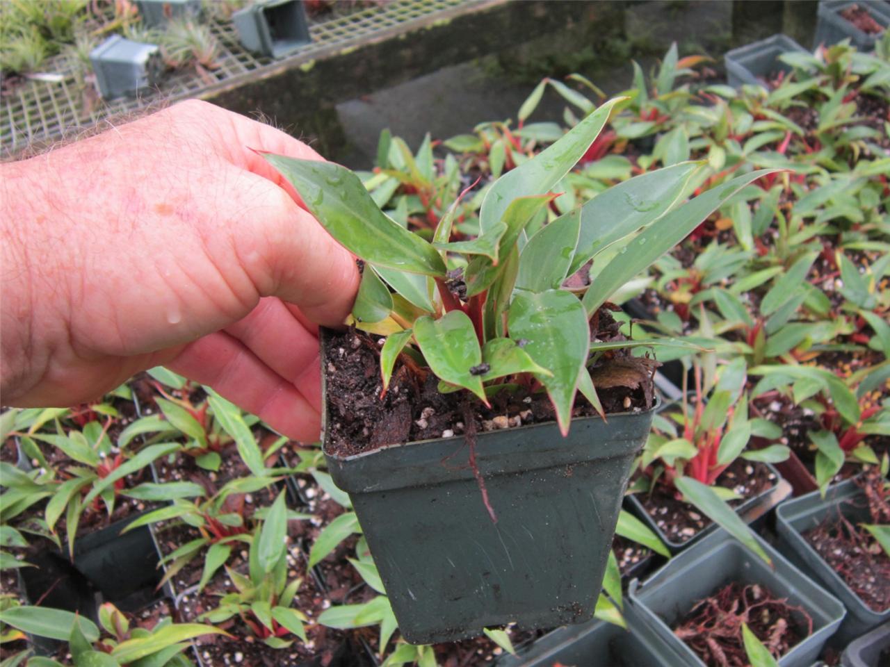 Philodendron "Pincushion" miniature red for terrariums and vertical