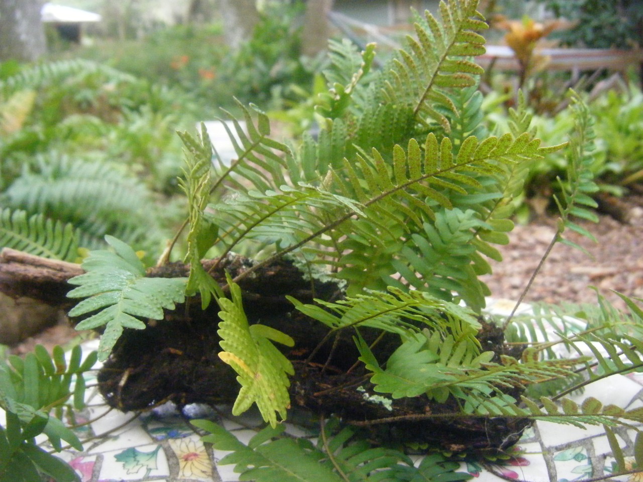 Resurrection Fern &quot;Miracle Plant&quot; Air Plant