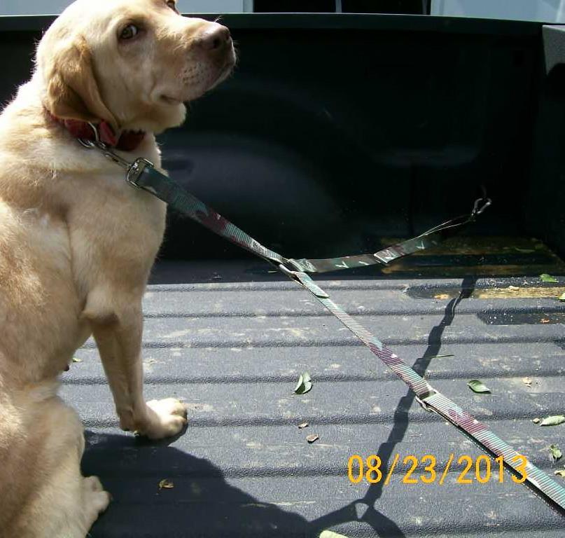 Punk Hollow - Truck Bed Safety Lead - Camo Punk Hollow - Truck Bed Safety Lead - Camo