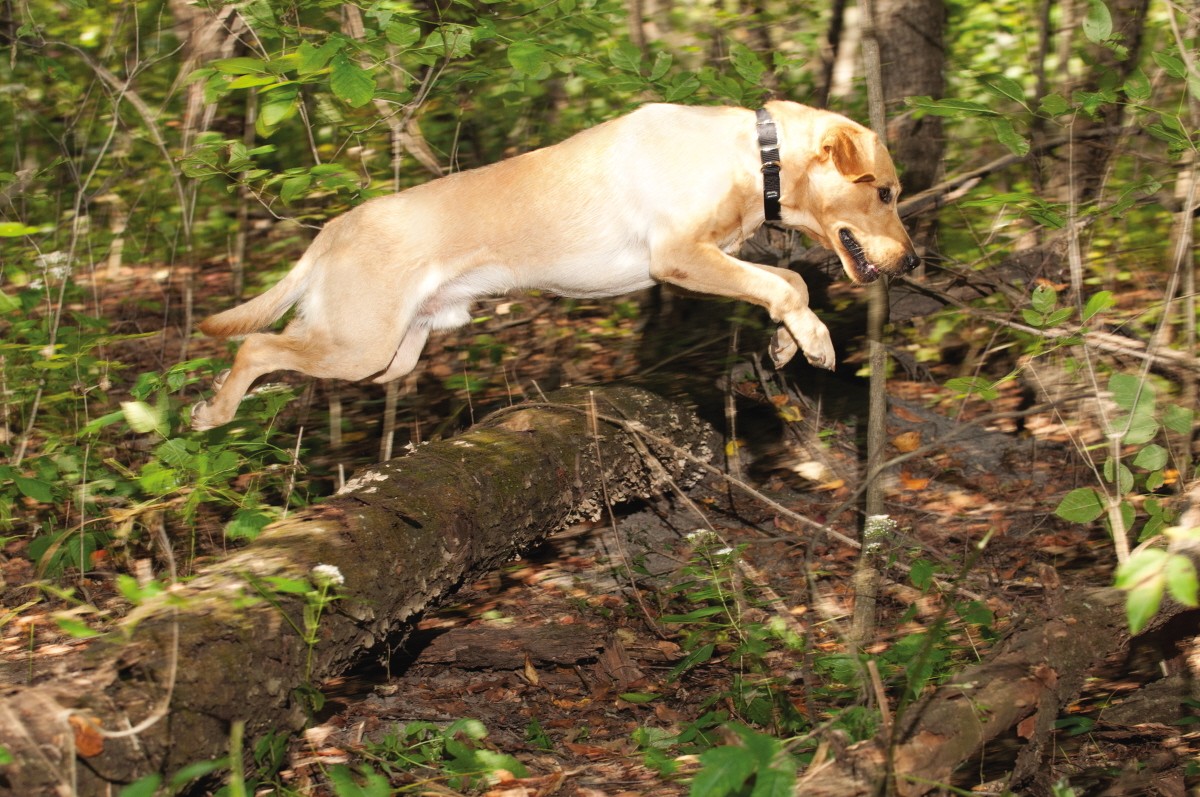Weaver - Prism Single Ply Dog Collar in Action Weaver - Prism Single Ply Dog Collar in Action