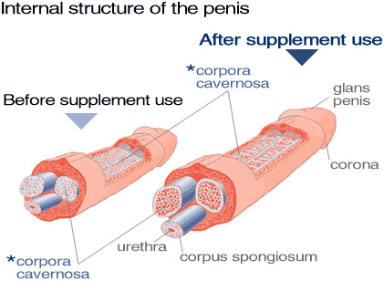 How To Make My Cock Larger 29