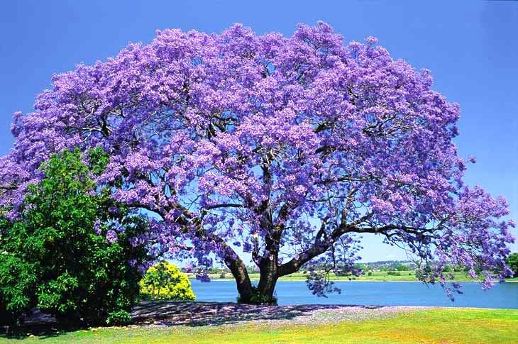 jacaranda tree beautiful seeds plant trees mimosifolia ornamental amazing bloom where ebay arbol kiri purple grow arboles blue paulownia flowers