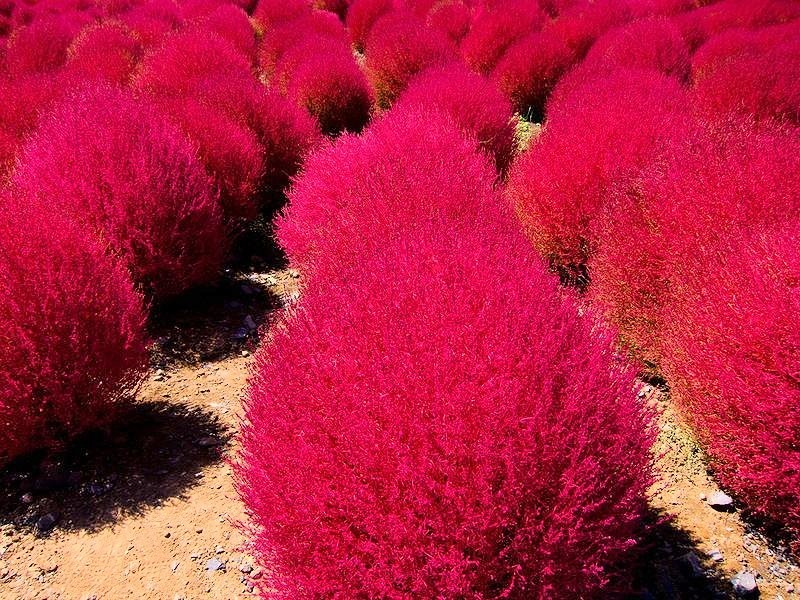 Grass Burning Bush Kochia Scoparia Seeds Red Garden Heirloom 1000 Seeds