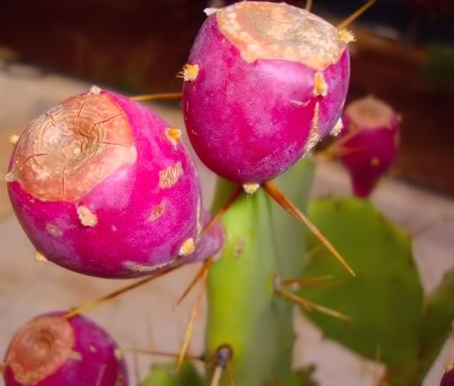 Opuntia ficus indica 10 Seeds! Nopal edible cactus for Nopalea