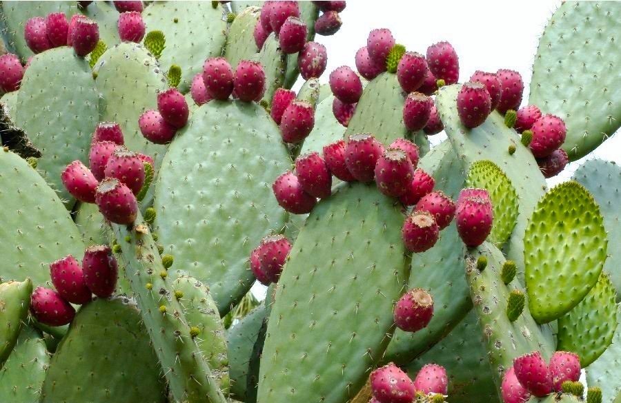 Nopal Opuntia ficus indica 20 Seeds! Edible cactus for Nopalea