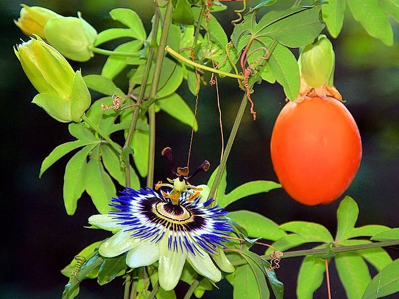 PASSIFLORA CAERULEA 10 Seeds Rare & Exotic Blue Crown Vine Passion