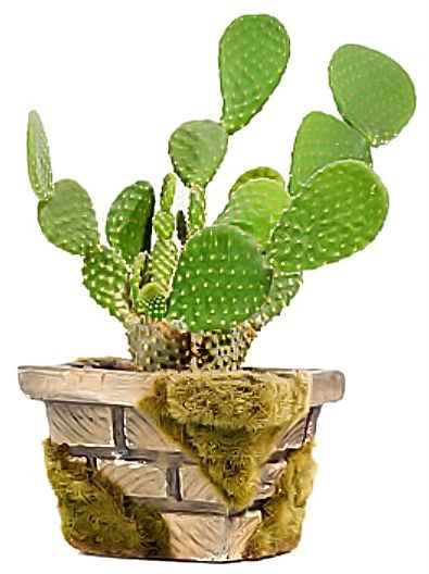 The Benefits of Opuntia Ficus Indica