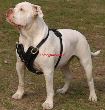 Harness for american bulldog Clearance