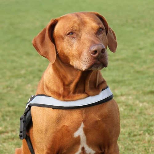 Easy Walk Harness for Rhodesian Ridgeback, new nylon reflective dog