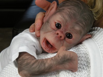 monkey reborns