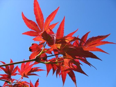 bloodgood japanese maple bonsai. eBay.ph: 10 JAPANESE MAPLE BLOODGOOD Bonsai Seeds- Acer Palmatum (item 250778613305 end time Feb 27,