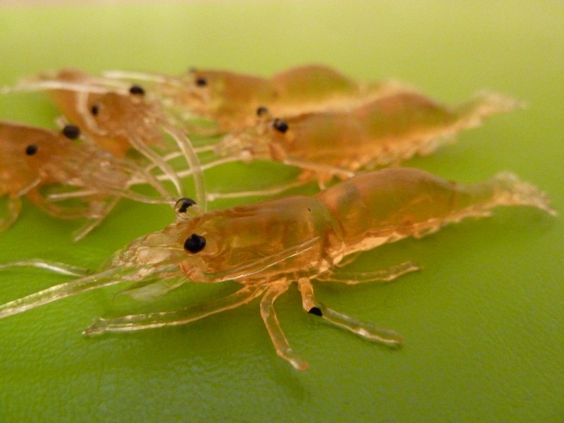 20 X DFS Soft Plastic Bass Yabbie Prawn Shrimp Fishing Lure 50mm Natural Tackle eBay