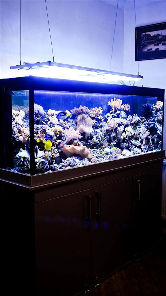 Fit Filtration 5ft marine fish tank/Aquarium and sump eBay