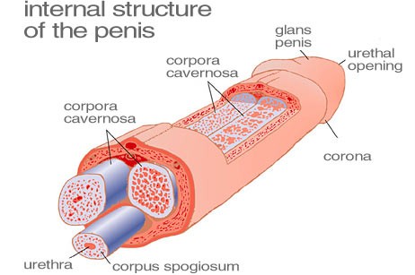 Small bubbles on the penis